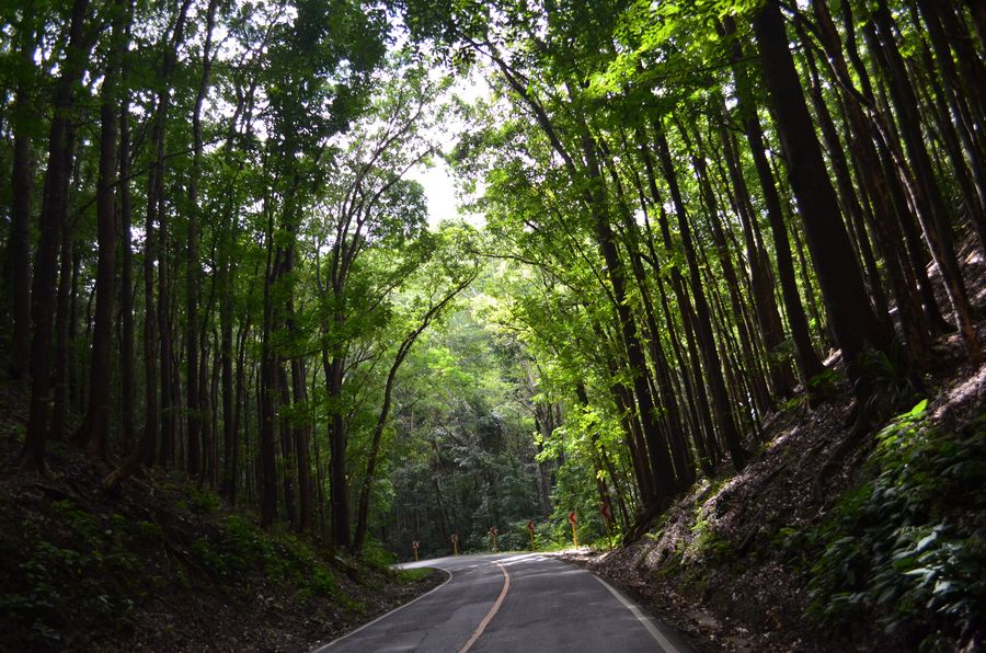 Mahogany man-made forest Bohol