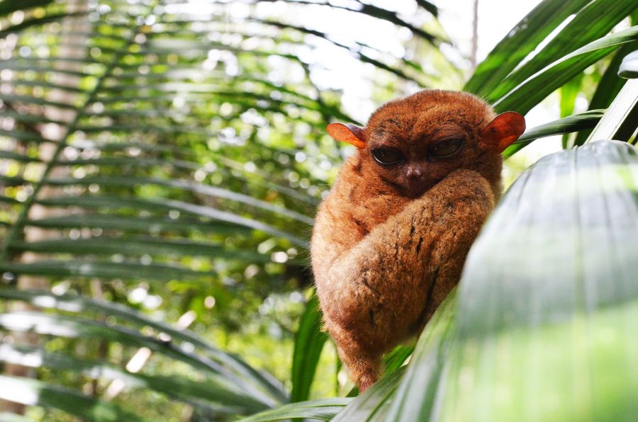 Tarsier sanctuary Bohol