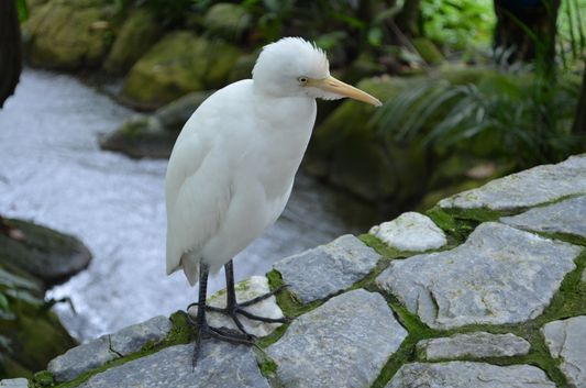 a white bird in Birds Park in Kuala Lumpur
