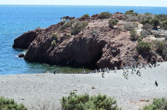 Magellanic penguins getting out of the sea in Punta Tombo