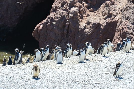 Magellanic penguins on the seashore of Punta Tombo after eating