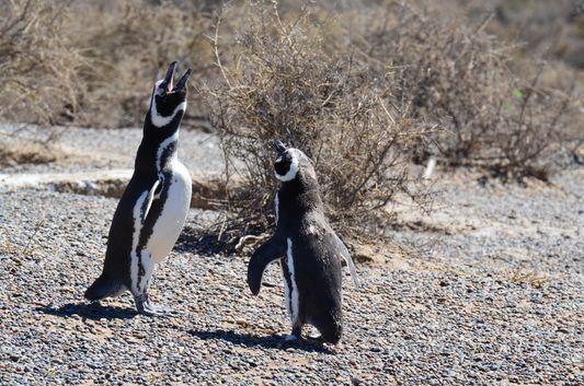 Magellanic penguins shrieking in Punta Tombo in Argentine Patagonia