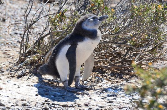 a baby Magellanic penguin enjoying the sun in Punta Tombo