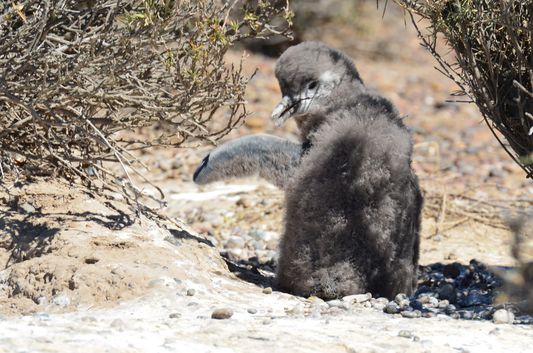 a baby Magellanic penguin cleaning himself in Punta Tombo