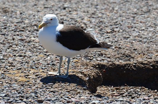 a seagull in Peninsula Valdes