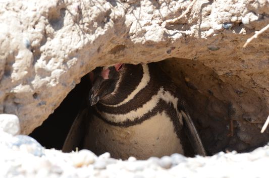 an adult Magellanic penguin in his nest in Punta Tombo
