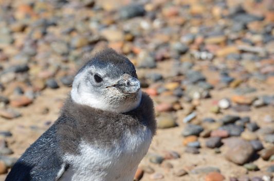 baby Magellanic penguin changing feathers in Punta Tombo