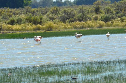 flamingos close to Gaiman in Chubut