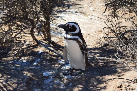 my first Magellanic penguin in Punta Tombo