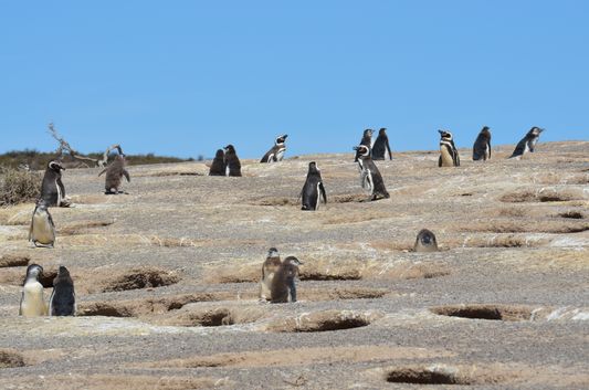 nests of Magellanic Penguins in Punta Tombo