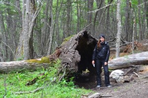 root of lenga on the way to Laguna Esmeralda