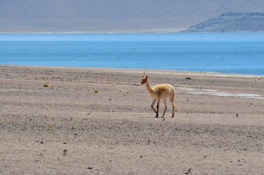 a vicuña at Miscanti lagoon