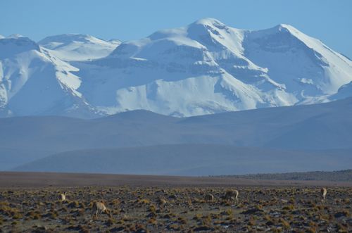 vicuñas in the Andes on the way back from The Tatio
