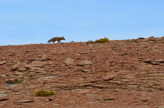 an Andean fox we saw