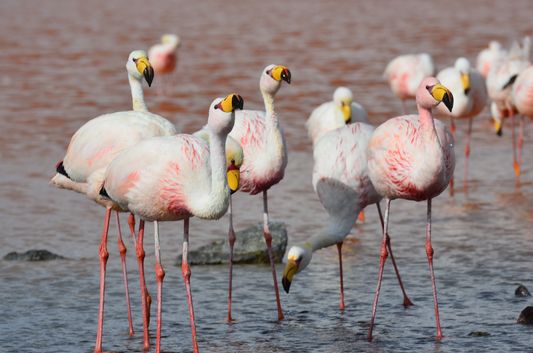flamingos at Laguna Colorada