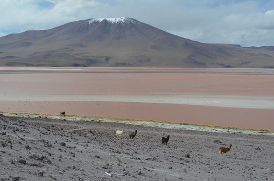 llamas at Laguna Colorada