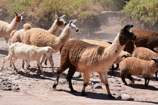 llamas we saw on the way back from Pukara de Quitor to San Pedro de Atacama