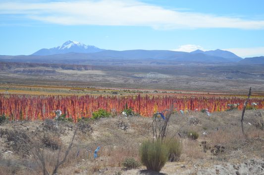 red quinua fields close to Villa Alota