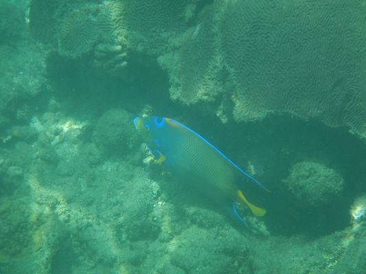 a cute blue fish