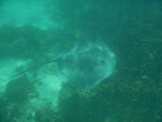 a huge ray