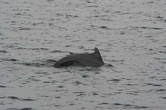 a baby dolphin with its dolphin mother in Dolphin Bay