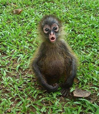 a baby monkey in Jaguar Rescue Center