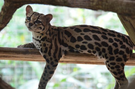 a wild cat in Jaguar Rescue Center