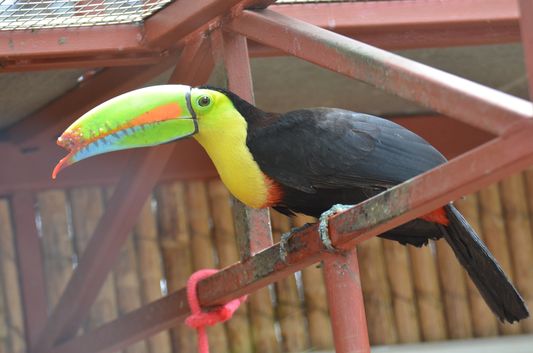 an injured toucan in Jaguar Rescue Center