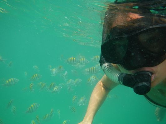crazy sexy fun traveler snorkeling with Sargent Major Fish