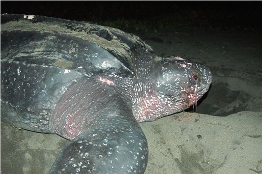 leatherback turtle in Costa Rica