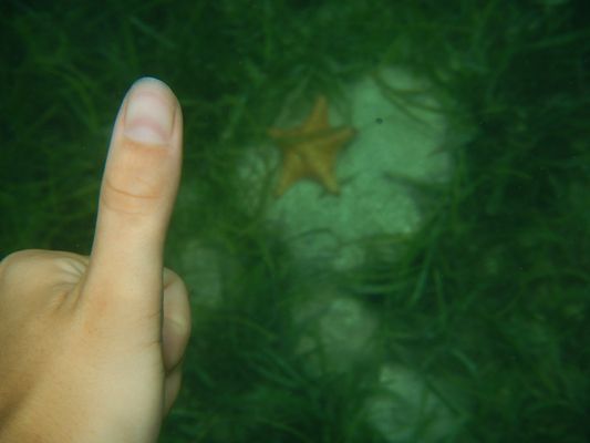 oh, yes! another starfish