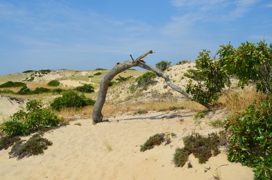 old oak forming an arch in the sand dunes