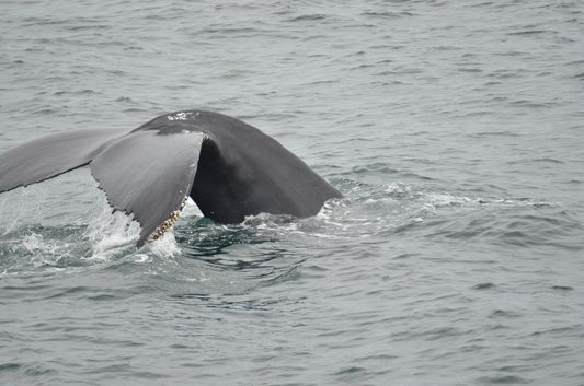 Dolphin fleet whale watch in Provincetown