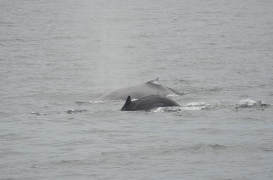 Dolphin fleet whale watch