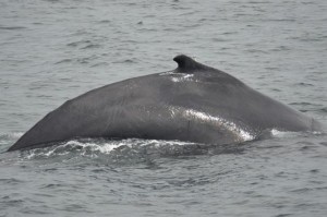 a humpback whale in Cape Cod