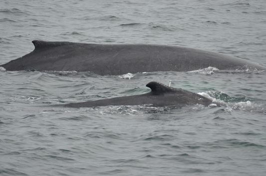 whale watch in Provincetown