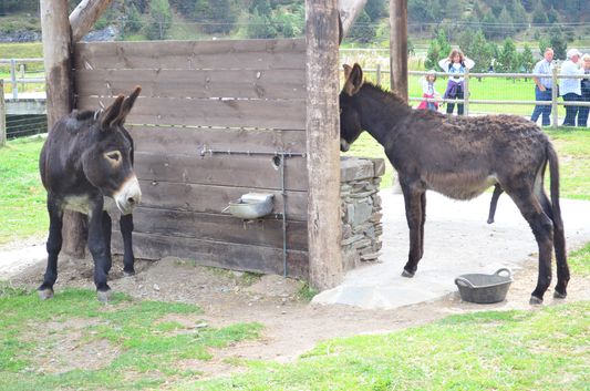 Catalan donkeys