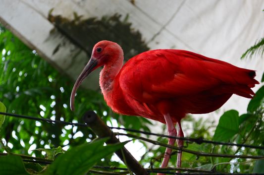 Scarlet Ibis bird in Biosfera