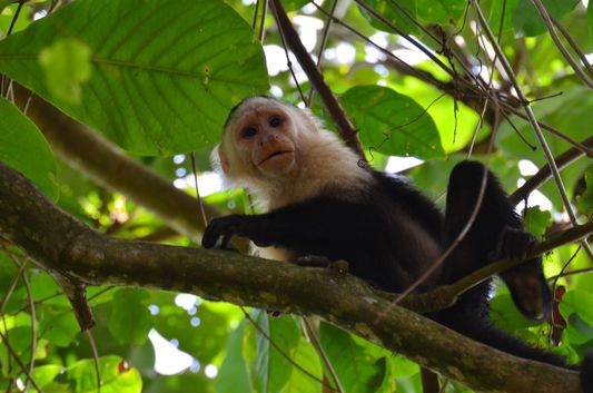 a monkey in Costa Rica