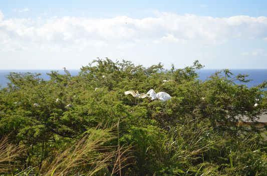 Cattle Egrets birds on St. Kitts island