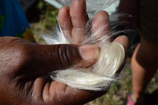 Silk cotton from Kapok Ceiba pentandra tree