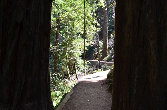 Hillside Trail trekking in between the redwoods
