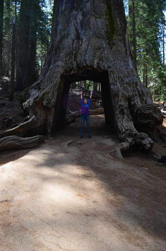 The Dead Giant tunnel tree in Tuolomne Grove