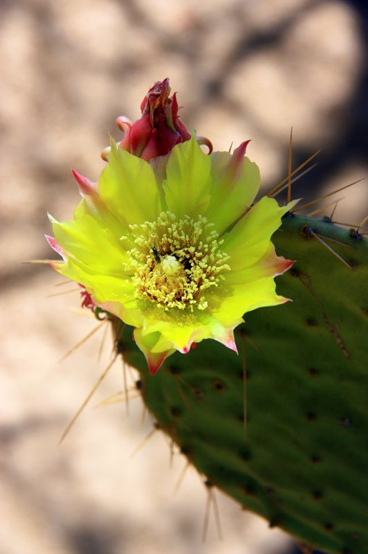 a Nopal could be seen in the desert