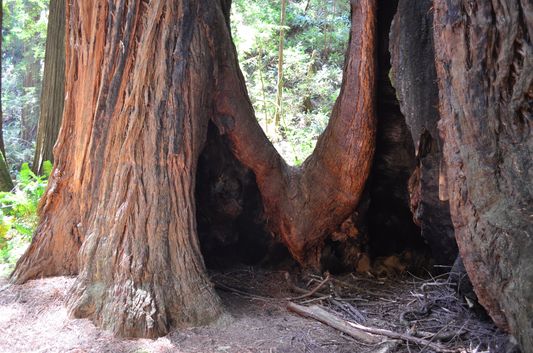 coastal redwoods in the Cathedral Grove in Muir Woods