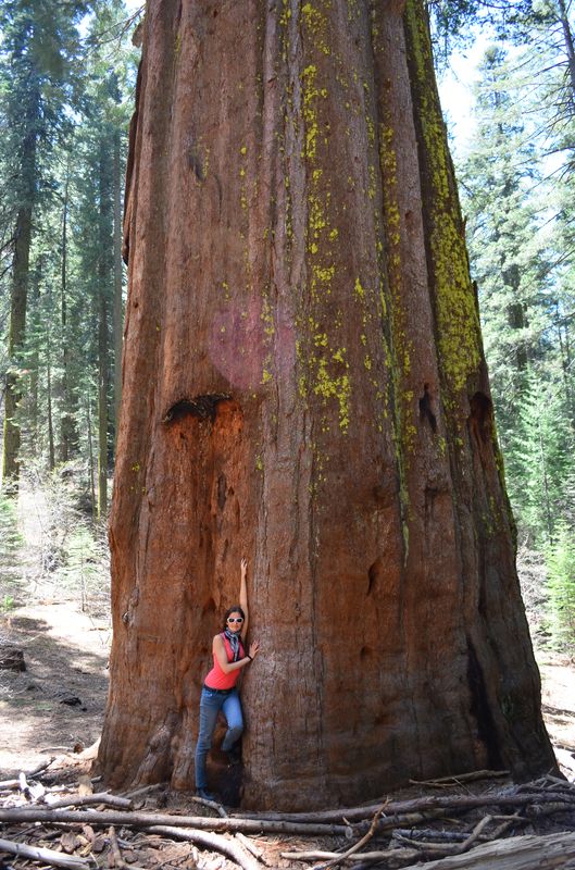 giant sequoia and a little giant