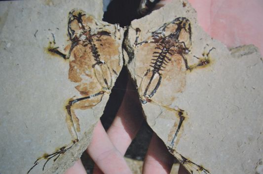 a frog fossil found in Camp dels Ninots
