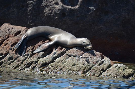 a lazy sea lion on Isla Espiritu Santo