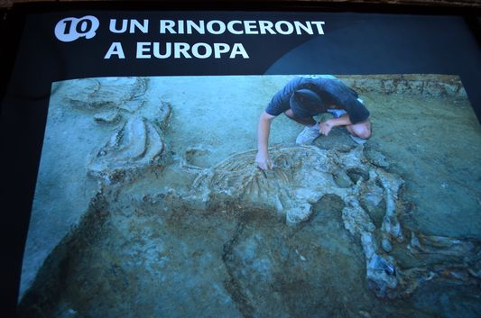 a skeleton of a rhinoceros found in Camp dels Ninots