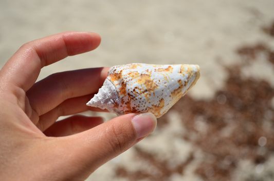 found another shell on Bonanza beach